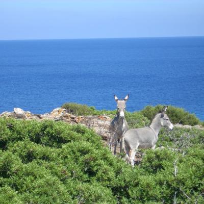 Galleria Vacanze Sardegna
